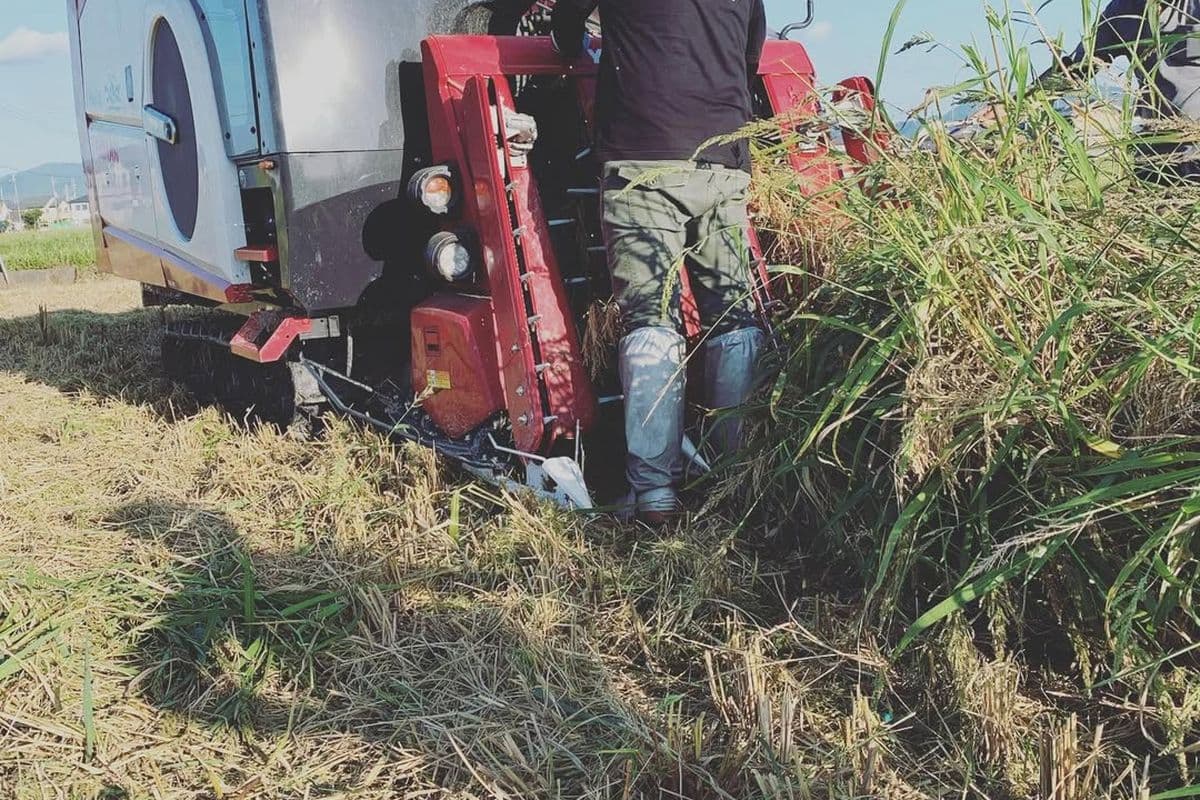稲刈り・出荷準備